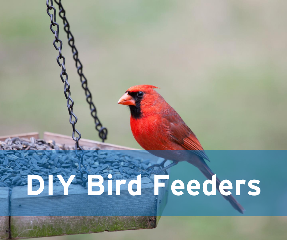 DIY Bird Feeders